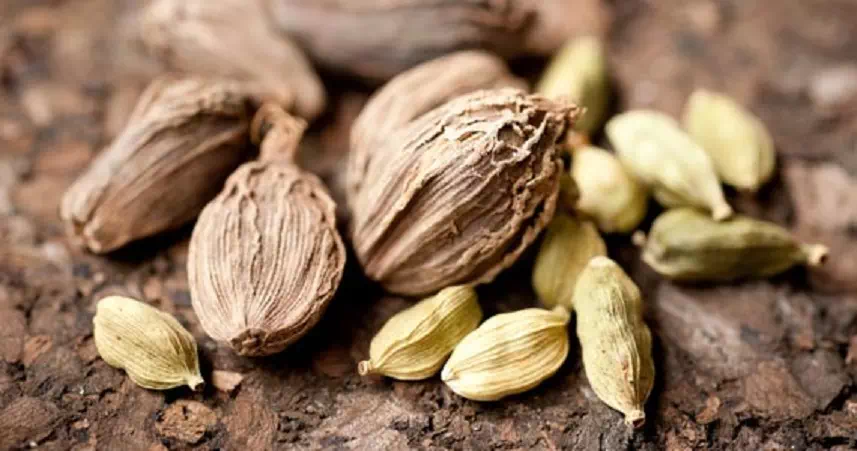 cardamome