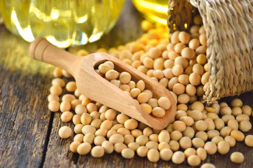 L'Edamame : Champion des Protéines Végétales et Bienfaits Santé