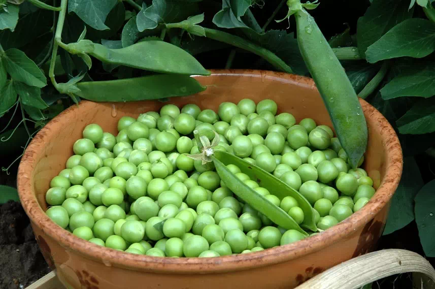pois_vert